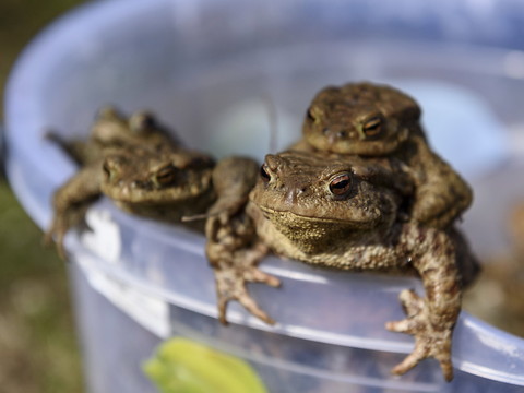 Les grenouilles aussi peuvent avoir un harem de reproduction