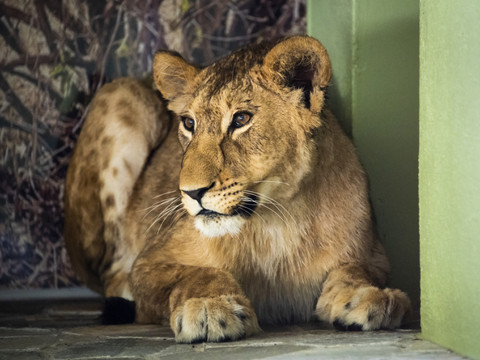 Après le jeune lion Makuti, arrivée de la jeune lionne Malkia au zoo de Servion (VD)