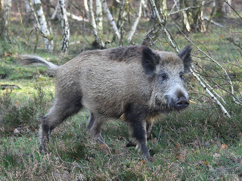 A Berlin, un sanglier voleur de laptop dans le viseur des chasseurs