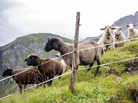 La loi sur la chasse menace la biodiversité, selon ses opposants