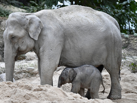 Bébé éléphant mort piétiné après sa naissance mercredi à Zurich