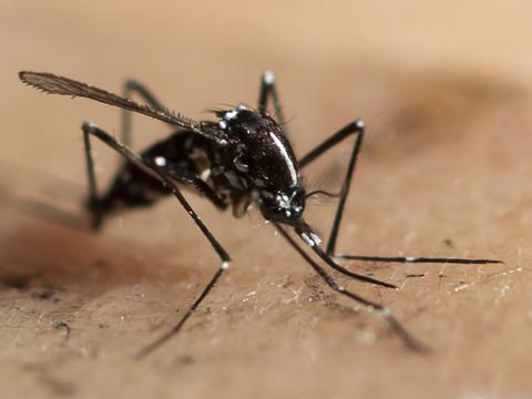 Pas de virus dangereux dans les moustiques-tigres tessinois
