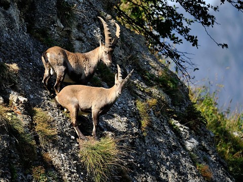 Chasseurs étrangers privés de bouquetins en Valais