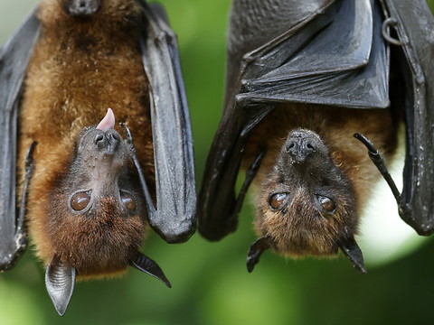 Les deux tiers de la faune sauvage ont disparu en moins de 50 ans