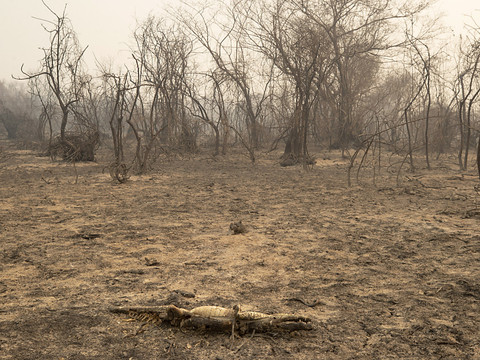 Brésil: désolation dans un Pantanal dévoré par les flammes