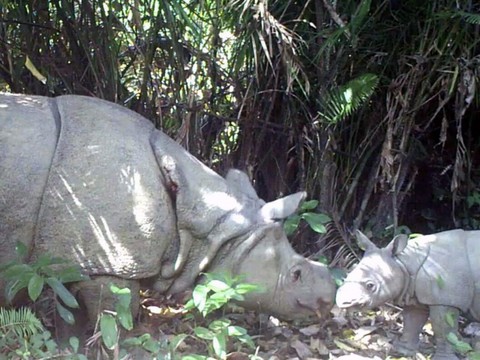 Deux bébés rhinocéros de Java, espèce en voie d'extinction, repérés dans un parc