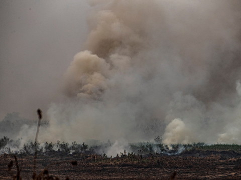Brûlis à l'origine des incendies dans le Pantanal, selon un expert