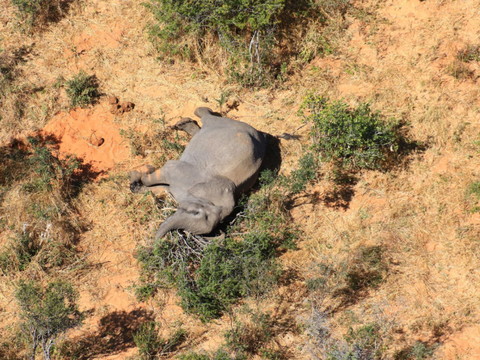 Mort de douze autres éléphants, la même bactérie soupçonnée