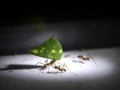 Un Singapourien vend des fourmis comme animaux de compagnie