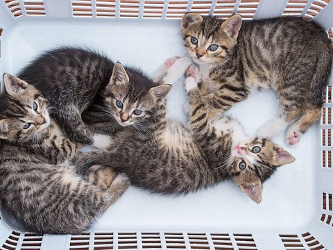 Deux trafiquants de chiens et de chats interpellés à Genève