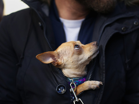 Des animaux de compagnie infectés au contact de malades du Covid