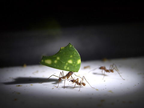 Les espèces invasives les plus dangereuses sont les plus casanières