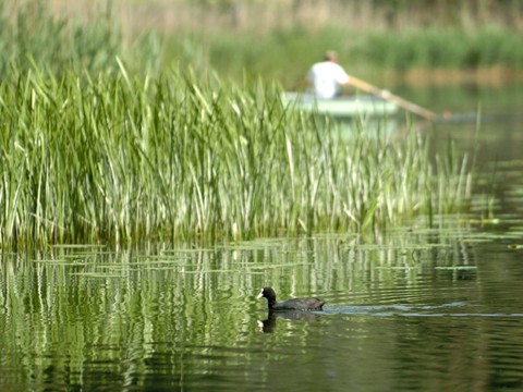 Les produits phytosanitaires font des ravages au fond des lacs