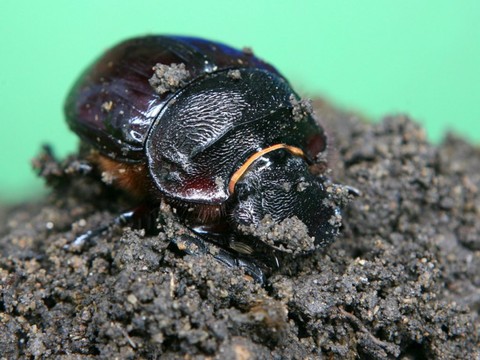 Les secrets du scarabée indestructible à la loupe