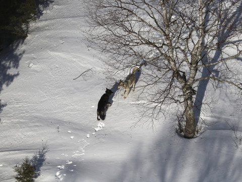 Le loup n'est plus une espèce protégée aux Etats-Unis