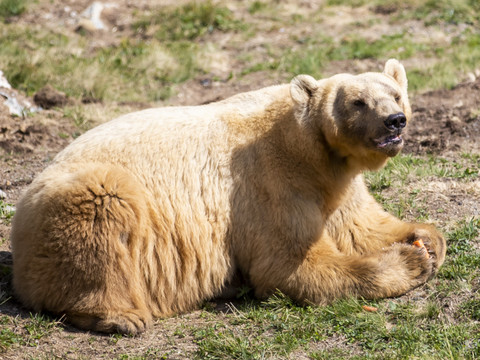 Epileptique, le premier ours du parc d'Arosa a été euthanasié