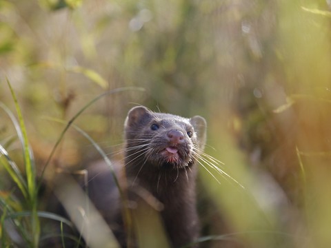 Abattage après une mutation du virus chez des visons au Danemark