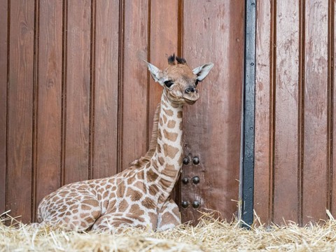 Naissance d'une girafe du Kordofan au zoo de Bâle