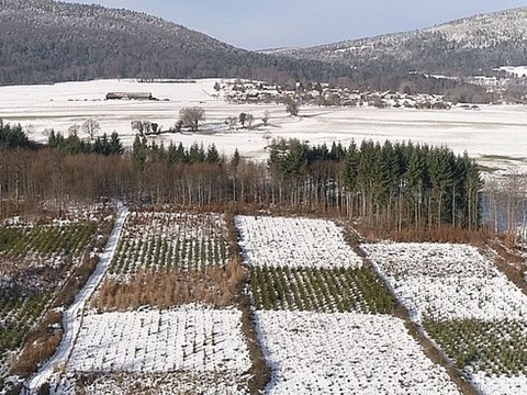 Tolérance climatique des arbres testée dans toute la Suisse