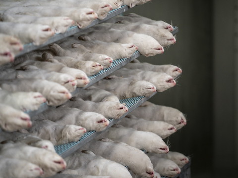 Un premier élevage de visons contaminé au Covid-19 en France
