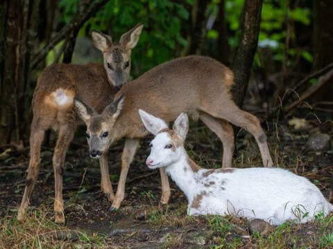 Un chevreuil blanc au parc animalier de Goldau (SZ)