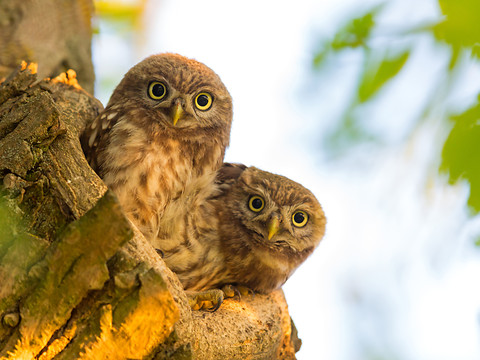 BirdLife élit la chevêche d'Athéna oiseau de l'année 2021