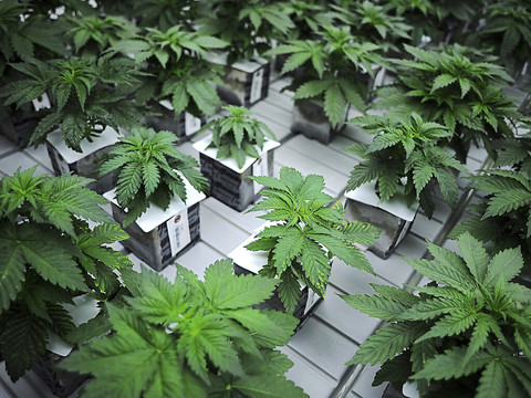 Une loi sur la dépénalisation du cannabis avance au Congrès