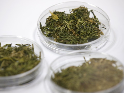 L'accès au cannabis médical doit être facilité