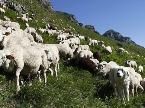 22 loups et 302 animaux de rentes tués en Valais en 2020