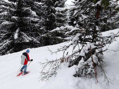 Sports de neige: les amateurs invités à respecter la faune sauvage
