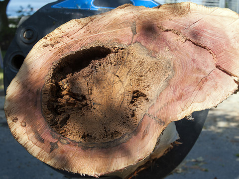 Acquittement dans l'affaire de l'arbre écrasé à Vevey