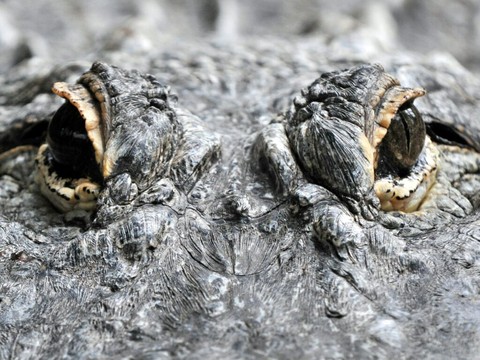L'alligator qui avait survécu au bombardement de Berlin empaillé