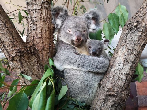 Zoo de Zurich: le premier koala né en Suisse est un mâle appelé Uki