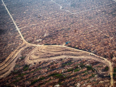 L'accord avec l'Indonésie néfaste pour la planète et l'économie