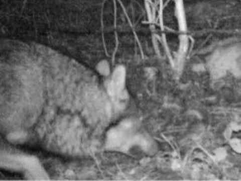 Loup identifié dans le canton pour la première fois depuis 150 ans