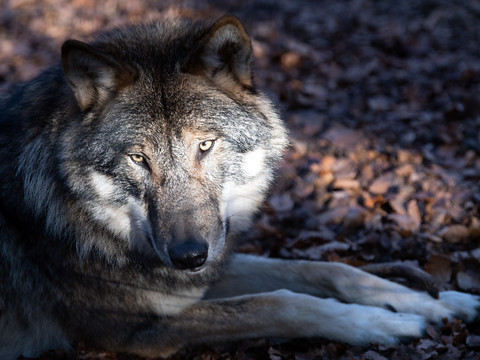 Une commission veut des mesures rapides pour réguler le loup