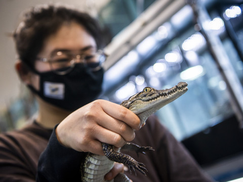 Recherche inédite en Suisse romande pour décrire les crocodiles sacrés