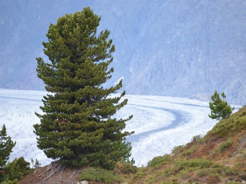 L'arolle pourrait disparaître avec le changement climatique