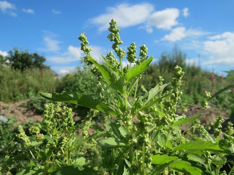 organes hermaphrodites