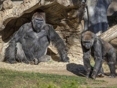 Un gorille traité aux anticorps a guéri du Covid-19 dans un zoo