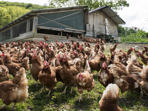 Des terres agricoles stables - Plus de maïs et de poules