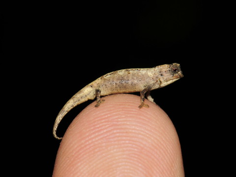 Sur le bout du doigt: découverte du plus petit reptile au monde