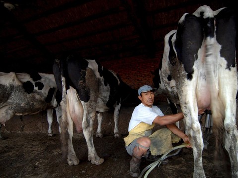 Nestlé et son plan carbone inquiètent les défenseurs des animaux