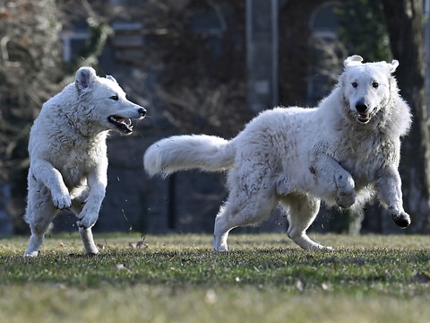 Les chiens jouent pour faire plaisir aussi à leur maître (étude)