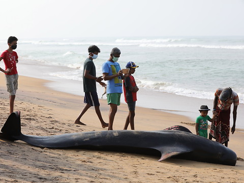 46 globicéphales meurent sur une plage, trois sont sauvés