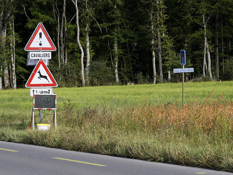 Genève: égaré en pleine ville, un jeune cerf a dû être abattu