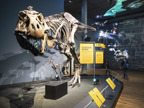 Les jeunes T-Rex ont évincé les espèces de dinosaures plus petites