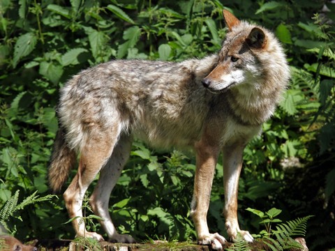 Une louve abattue dans le canton de Berne par un garde-faune