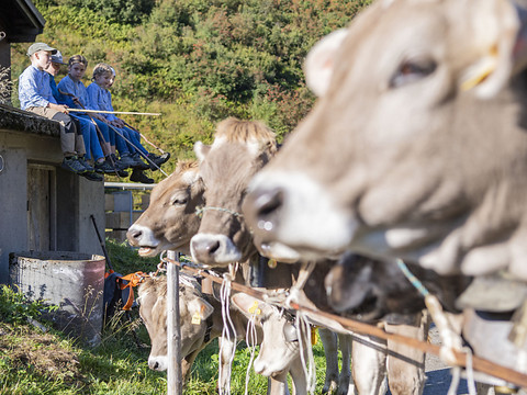 La réforme de l'agriculture suisse attendra