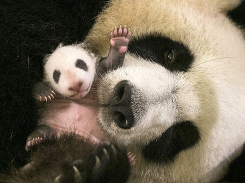 France: les pandas Huan Huan et Yuan Zi s'accouplent